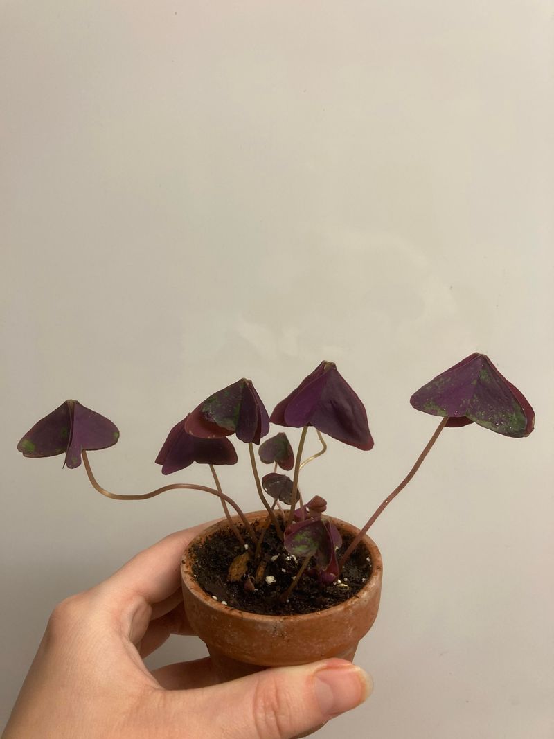 Is the thinning normal dormancy?