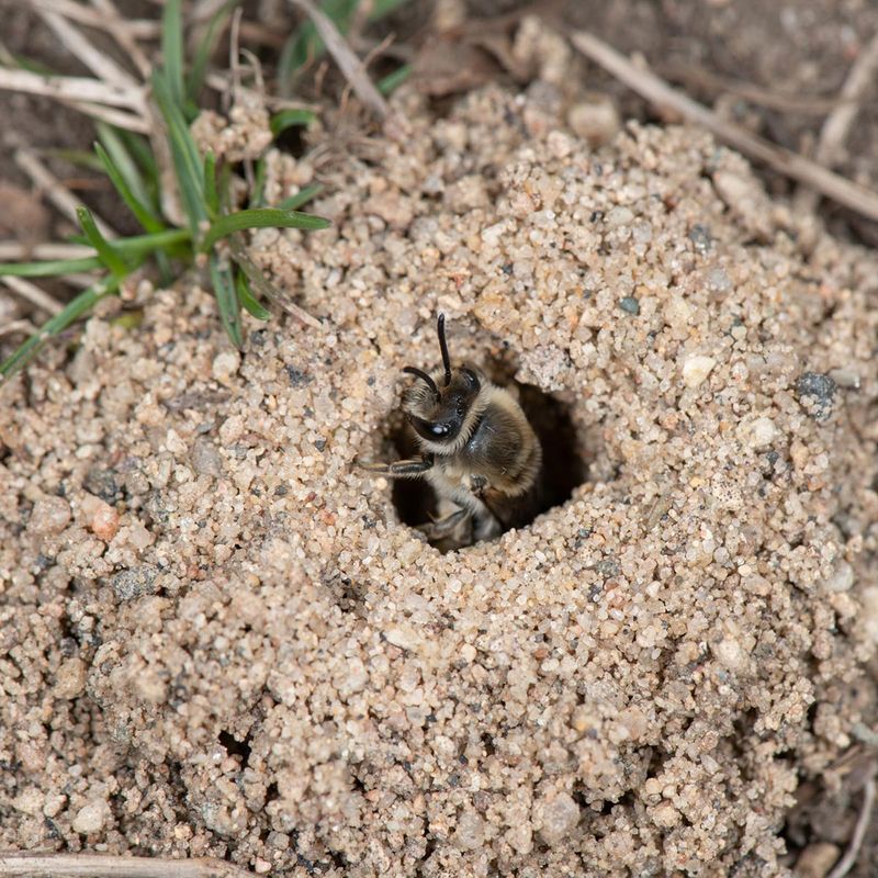 Stems help only part of the bee community