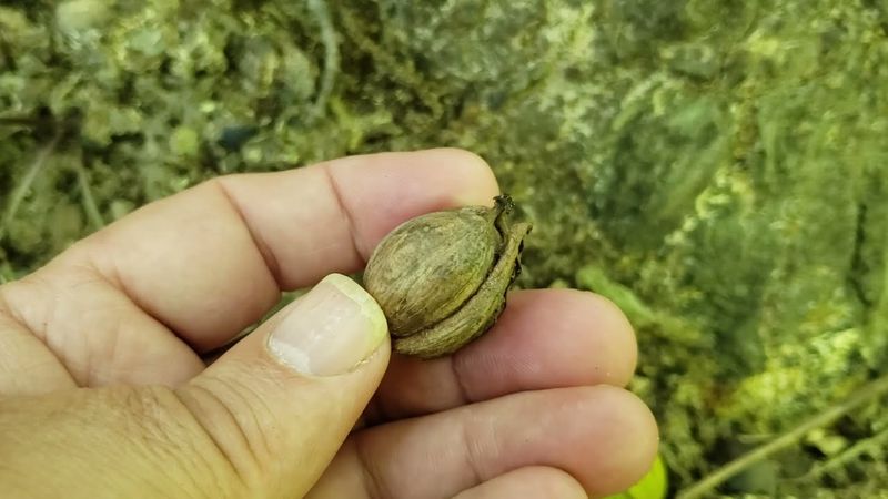 Shade-dry before cracking