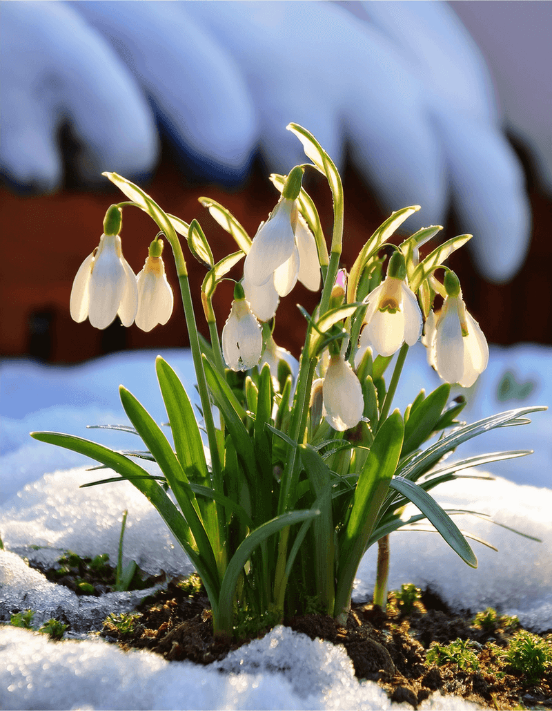 Snowdrops