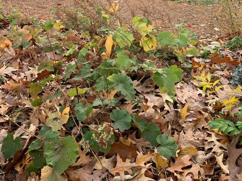 Use some intact leaves beyond the lawn