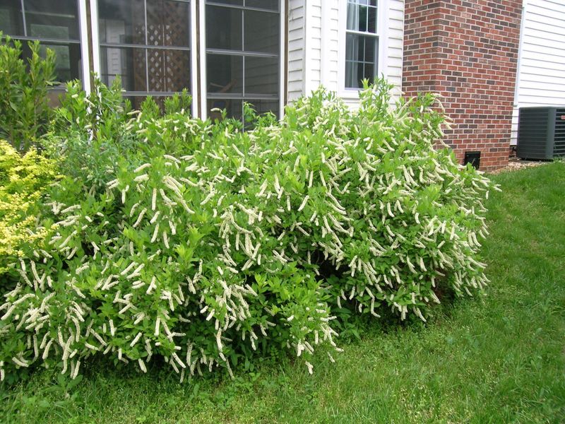Summer-Flowering Spirea (Swap the Invasive Kind)