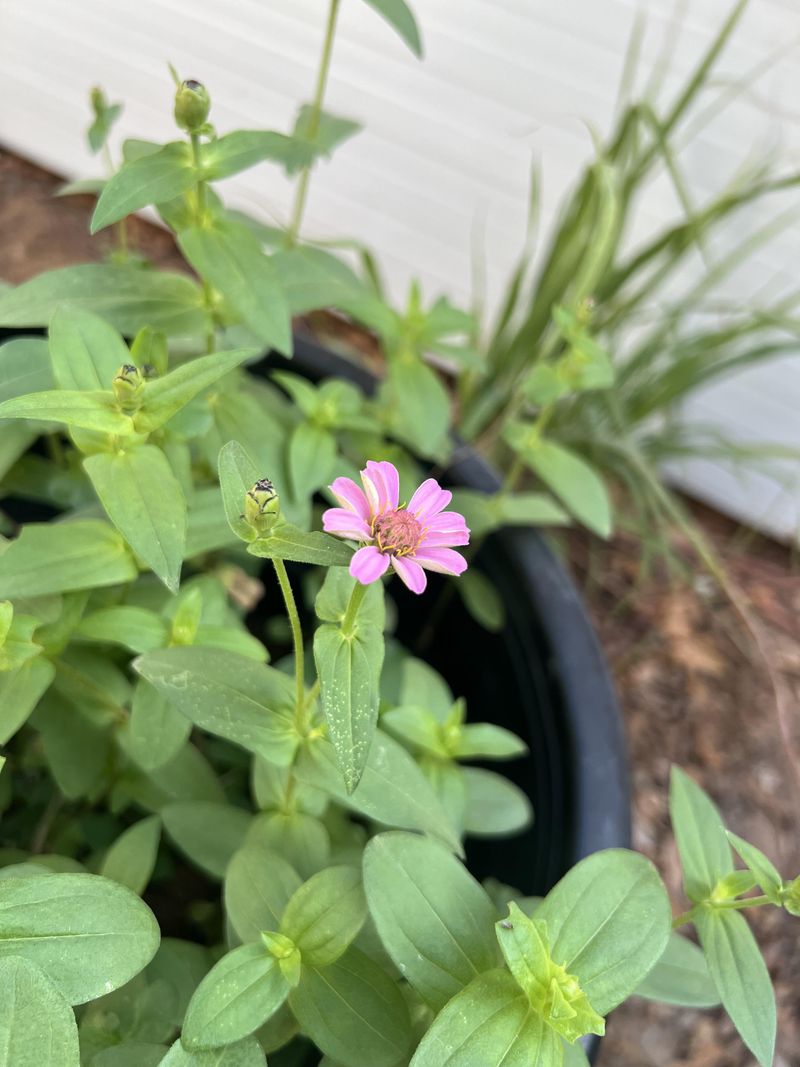 Smaller Blooms Than Last Month