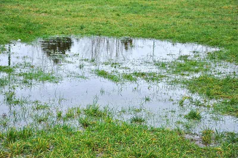 Your Lawn Has Poor Drainage