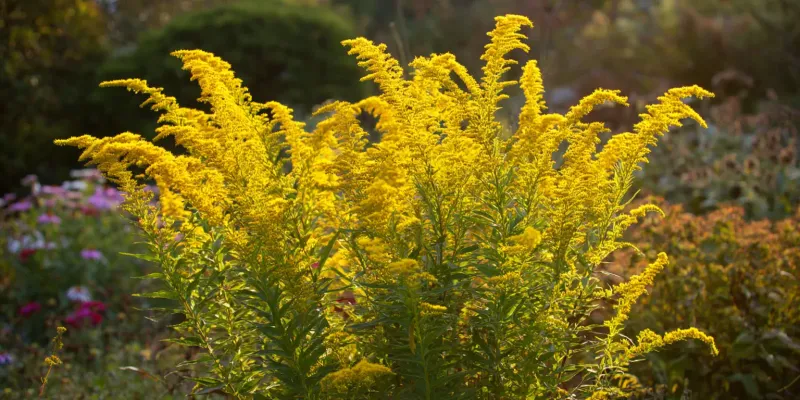Establish the planting for a durable autumn display