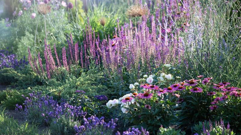 Plant Aromatic Companions That Repel Pests