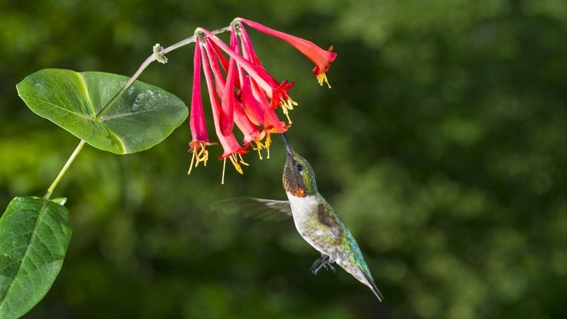 Expect useful wildlife value, not an instant wildlife sanctuary
