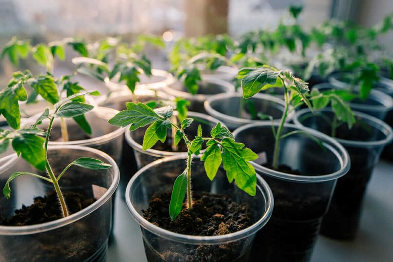 Rapid Early Growth