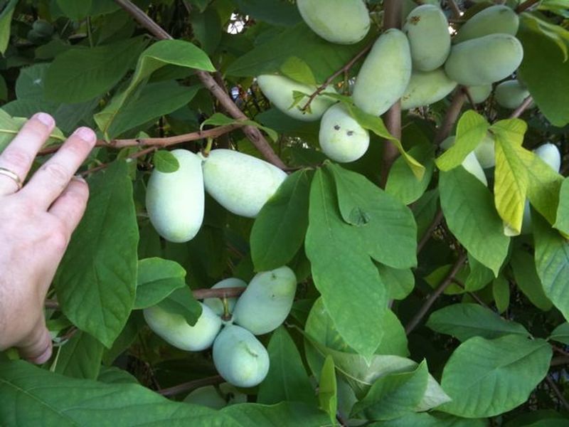 First, make sure that tree is a pawpaw