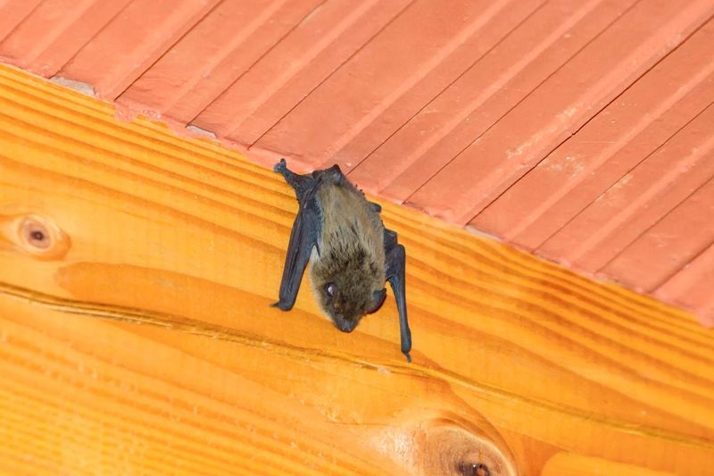 A casual sighting cannot confirm the bat’s species