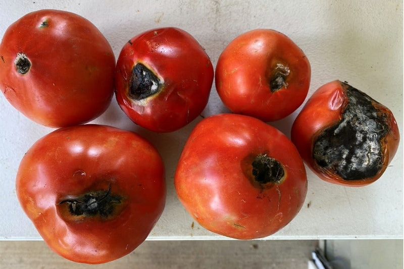 Check for Other Causes of Tomato Rot