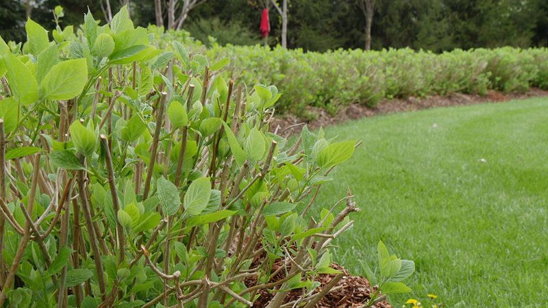 Why a leafy hydrangea can miss its next bloom