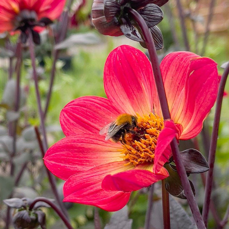 Red Dahlia (Single-flowered types)