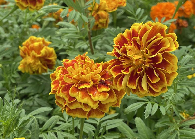 Skip: Sterile Hybrid Marigolds (French Pompom Types)