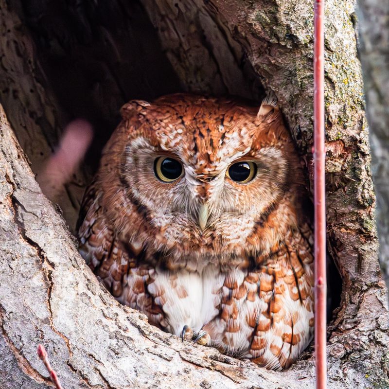 Observe quietly and preserve the habitat connection