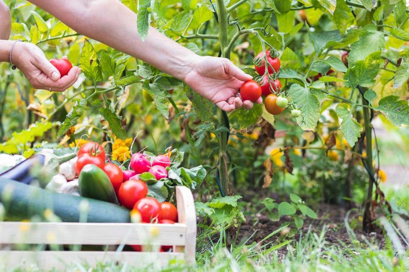 Make a practical pre-rain harvest decision
