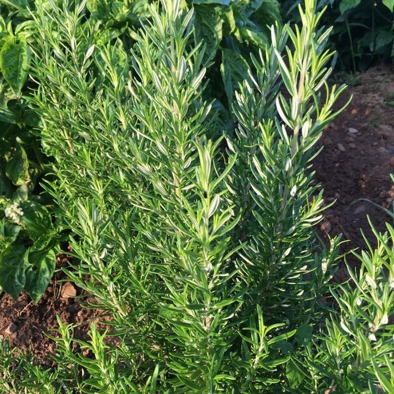 Rosemary