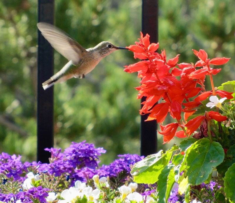 Salvia