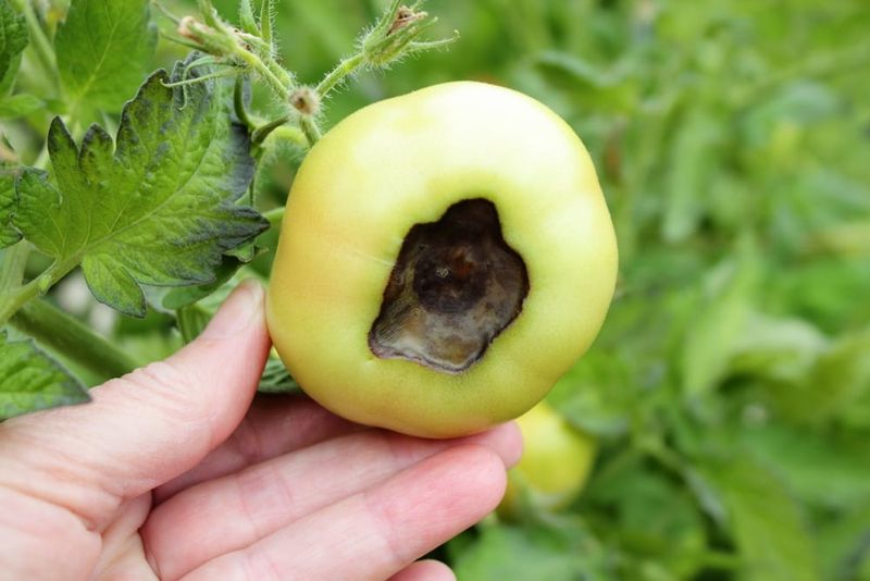 Address Calcium Needs to Prevent Blossom End Rot
