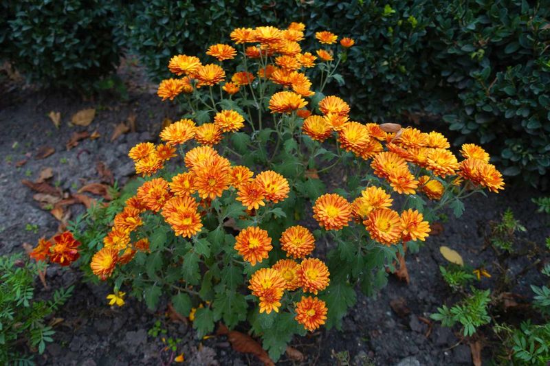 Chrysanthemums (Mums)