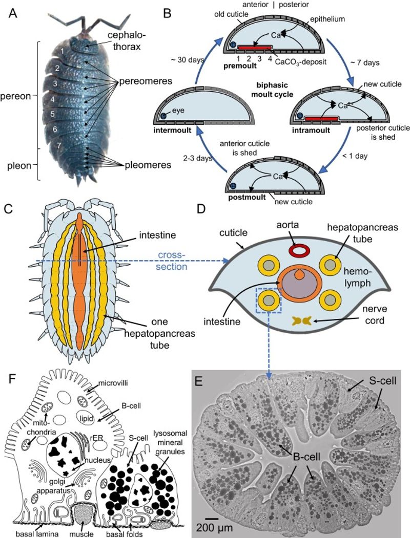 Some Studied Isopods Accumulate Metals in Their Tissues