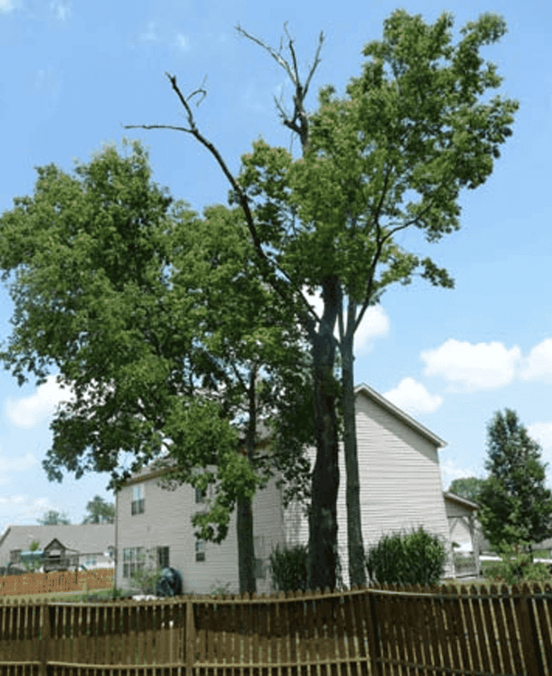 What could the tree hit if it fell?