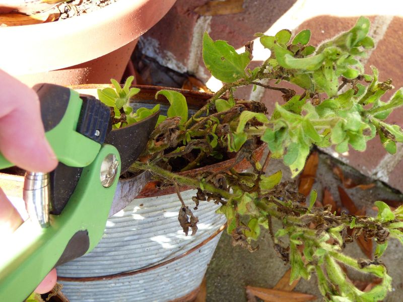 Reset a leggy midsummer plant with an even cutback
