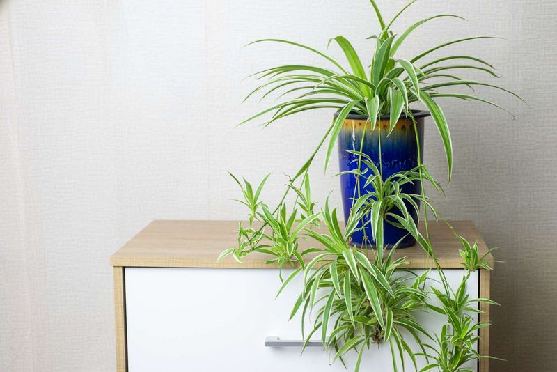 What counts as a spider plant pup?