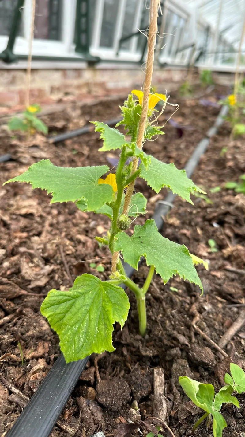 Provide Consistent and Deep Watering