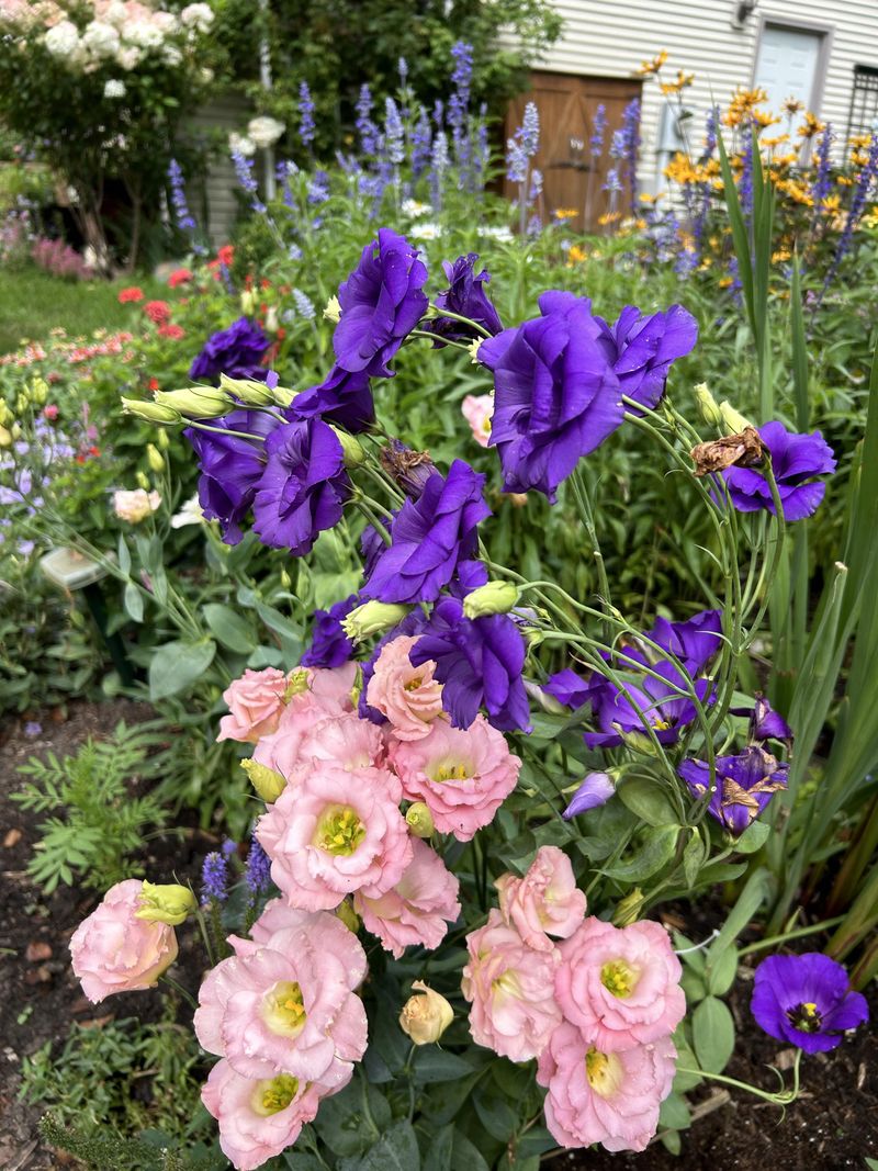 Lisianthus