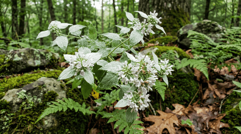 What mountain mint can—and cannot—do for a washing-out bank