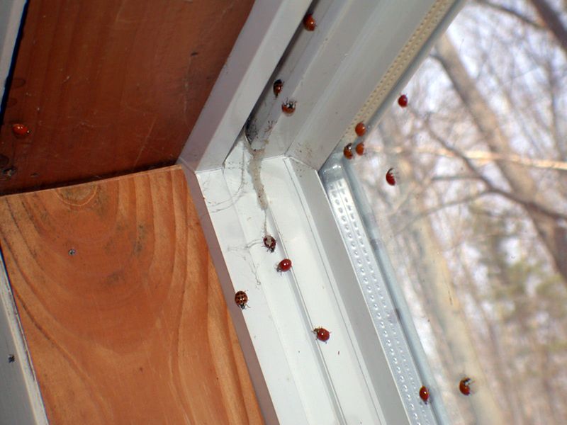 Vacuum visible beetles without crushing them