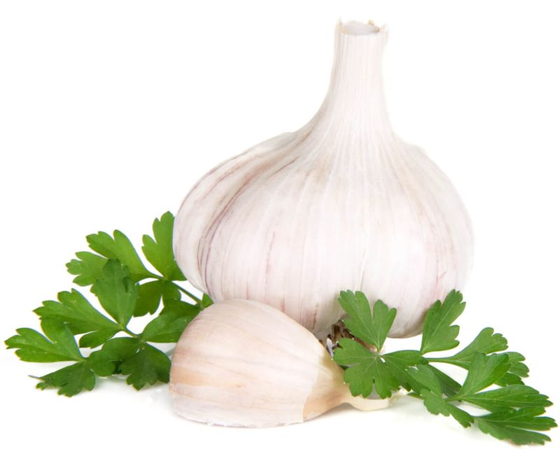 Garlic