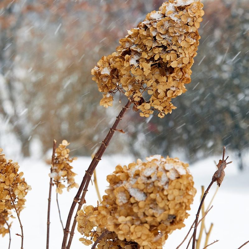 If you cannot identify the plant, leave its stems alone for now