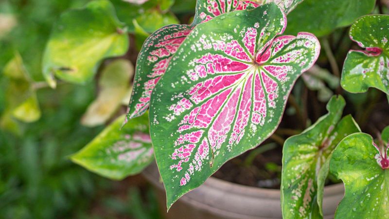Caladiums