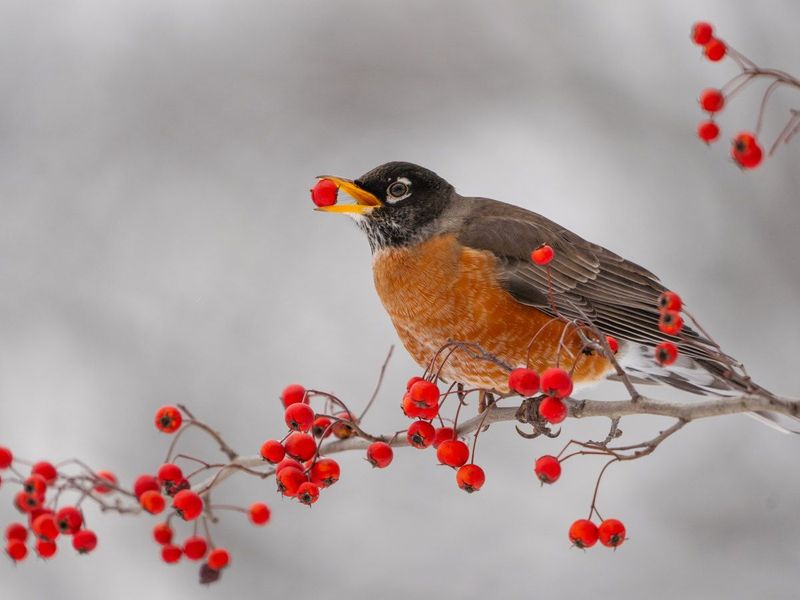 American Robin