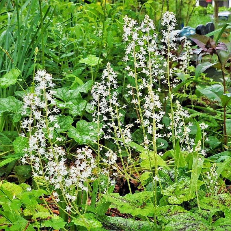 Foamflower
