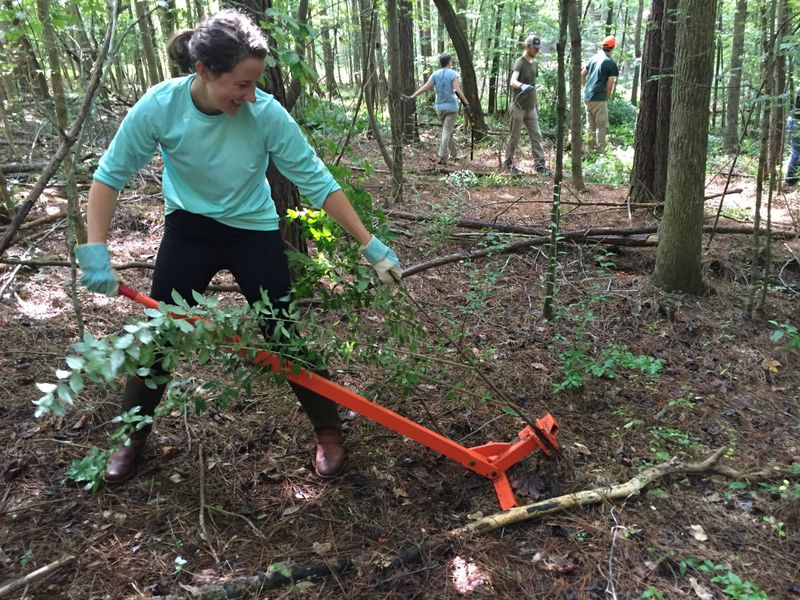 Pull Invasive Plants Before They Drop Seed