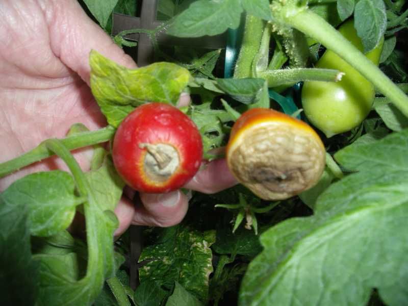 Read the symptom before changing the watering plan