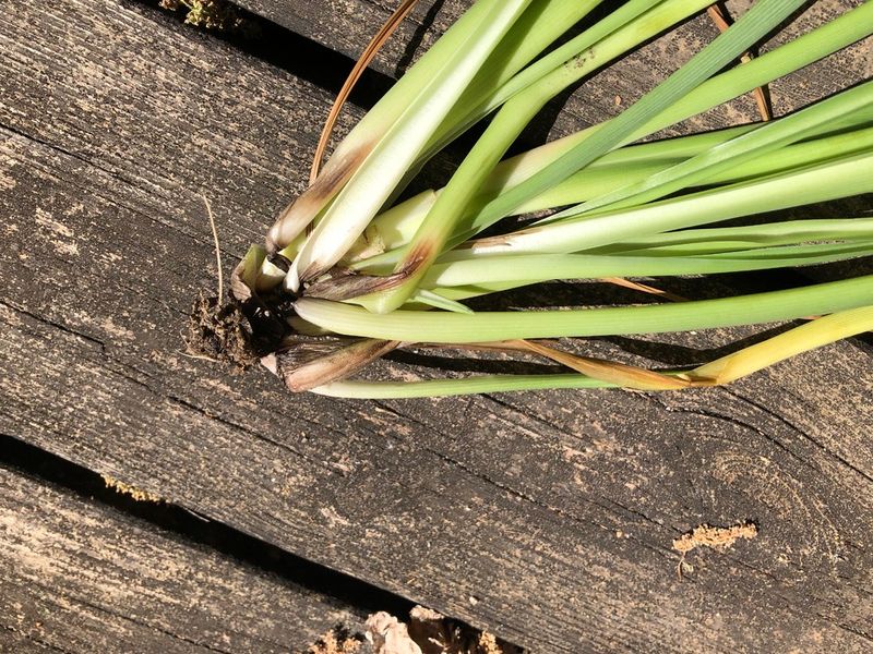Soft or Mushy Stems