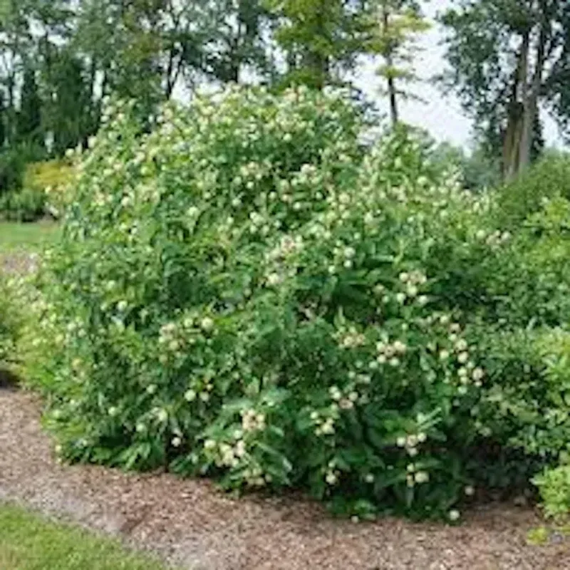 Give buttonbush room for its mature form