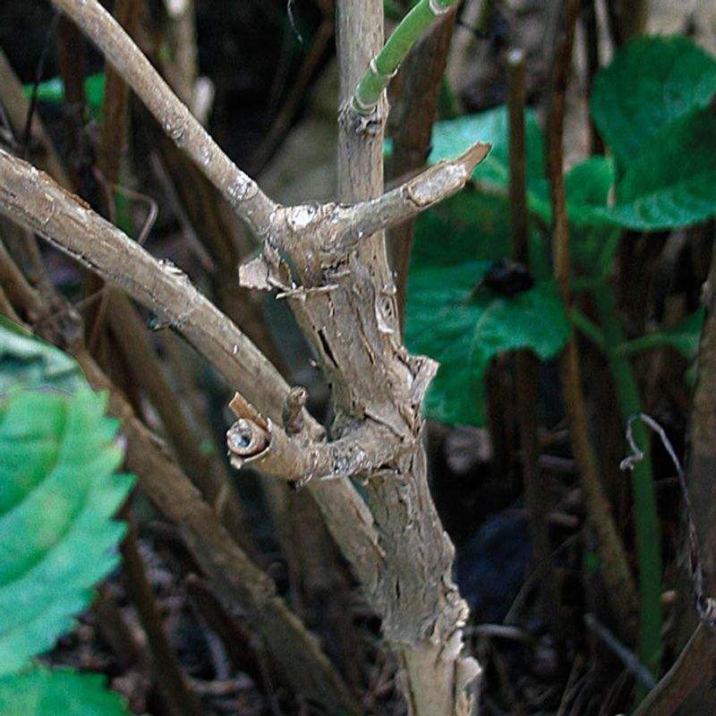 Skipping the removal of old, unproductive stems