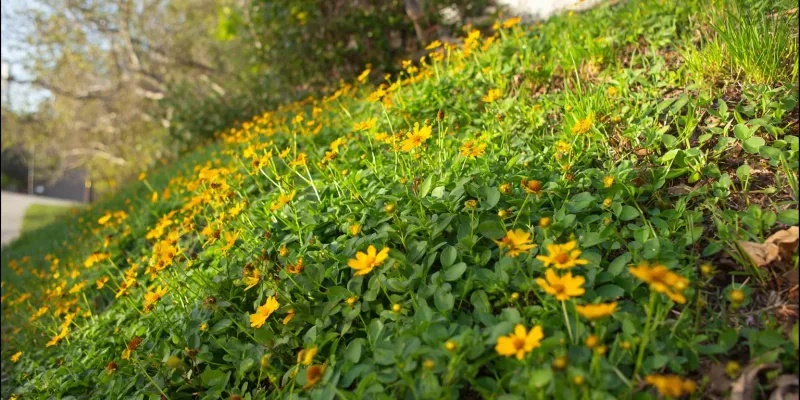 Lobed Tickseed (Coreopsis auriculata)