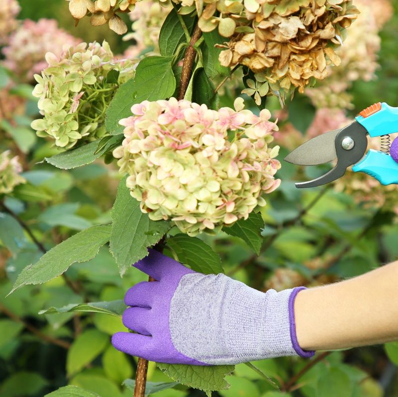 Cutting Back Hydrangea Stems Too Hard or Aggressively