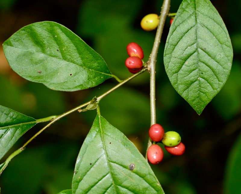 Spicebush