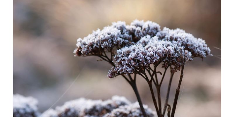 Sedum (Stonecrop)