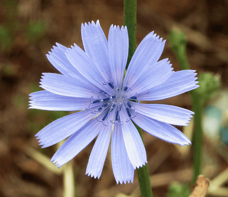 Chicory (Cichorium intybus)