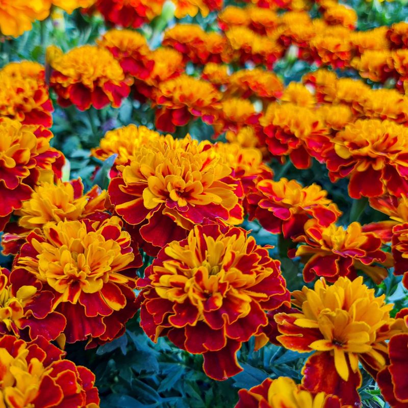 Marigold