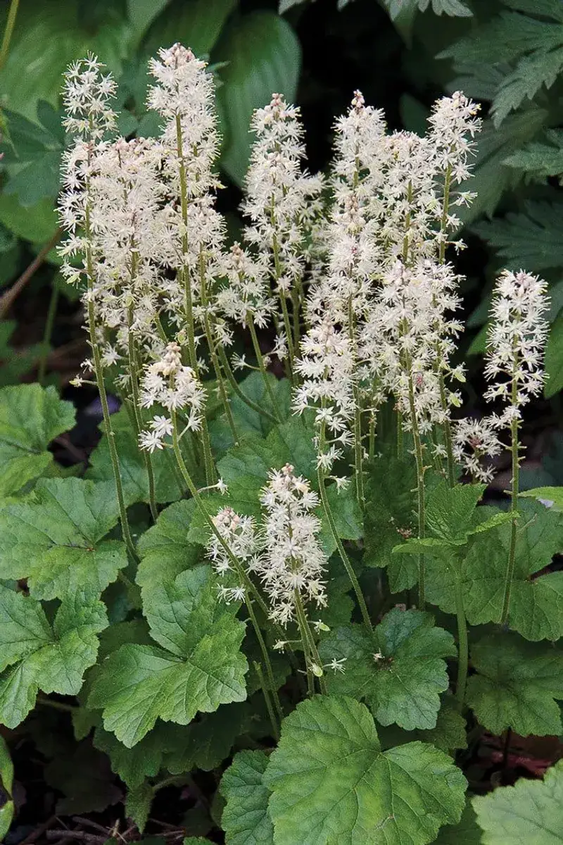 Foamflower