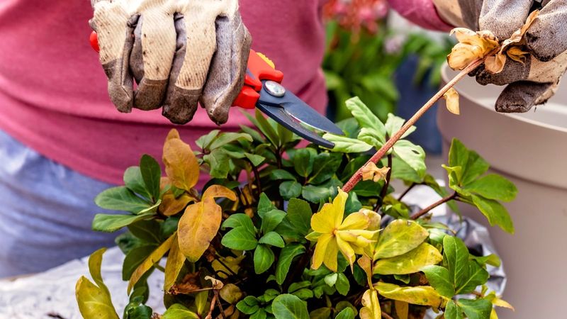 Seasonal care and careful handling